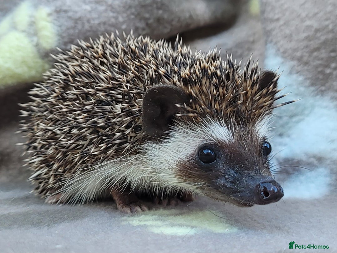 Pygmy Hedgehog rodents for sale: African Pygmy Hedgehog Hoglets  - Image 14