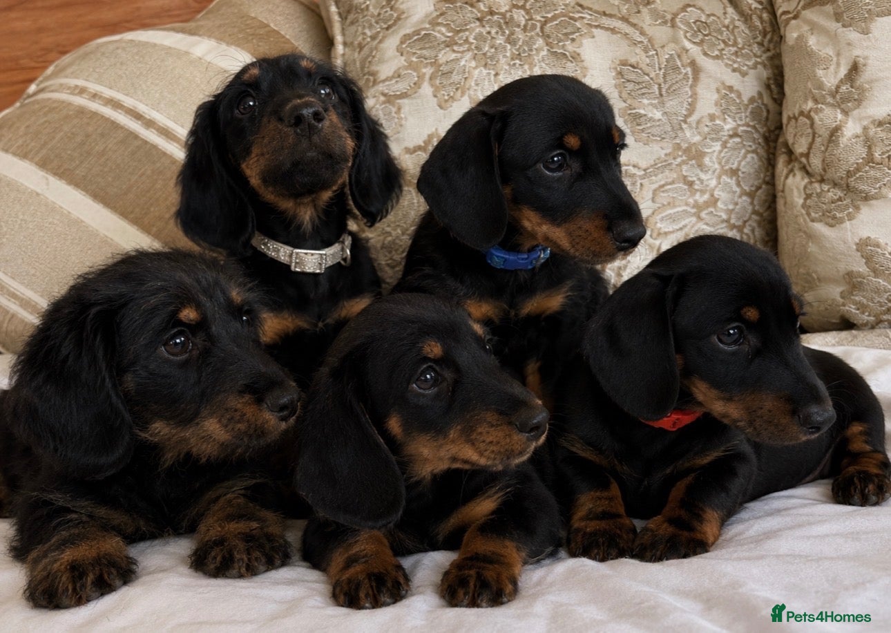 Miniature Dachshund dogs Beautiful miniature dachshunds - Advert 1