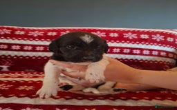 Mixed Breed dogs for sale: Lurcher x standard poodle  - Advert 10