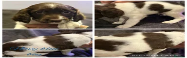 English Springer Spaniel 3