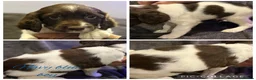 English Springer Spaniel dogs for sale: 7 stunning springer spaniels 🐾 - Advert 9