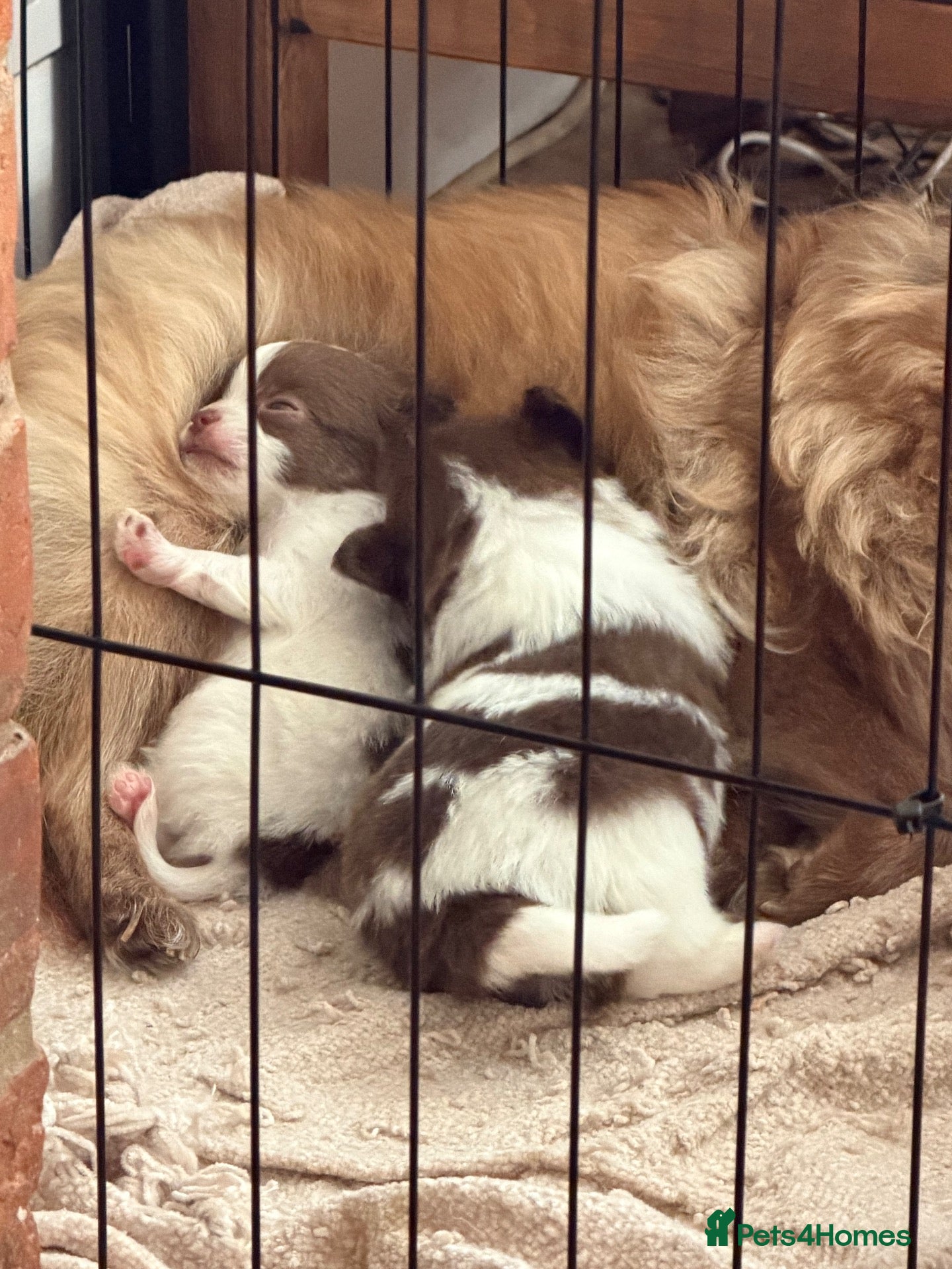 Pomeranian dogs 2 beautiful Pomeranian x Yorkie boys - Advert 3