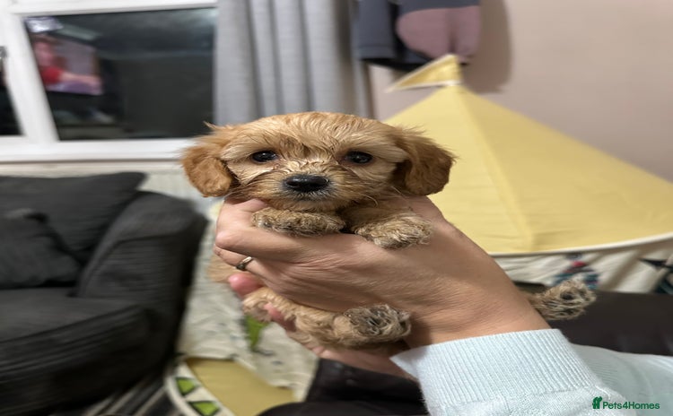 Cockapoo dogs - Advert 1