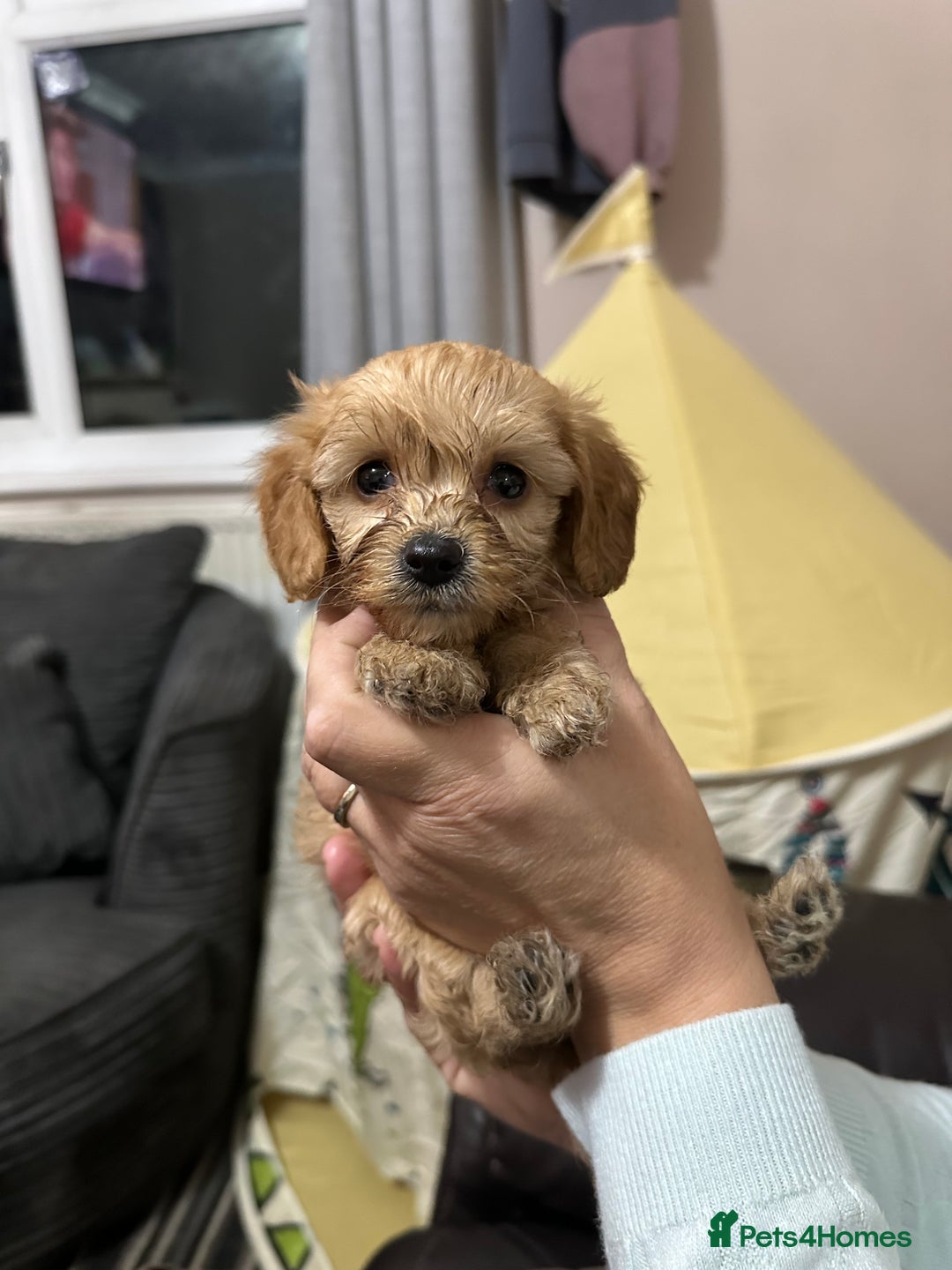 Cockapoo dogs for sale: Miniature cockapoo puppies - Image 1