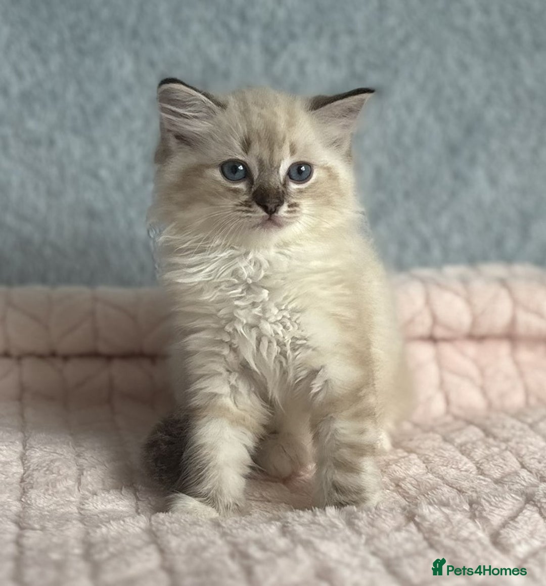 Ragdoll cats for sale: Three beautiful Ragdoll Ready to Leave 20/12/2025  - Advert 12