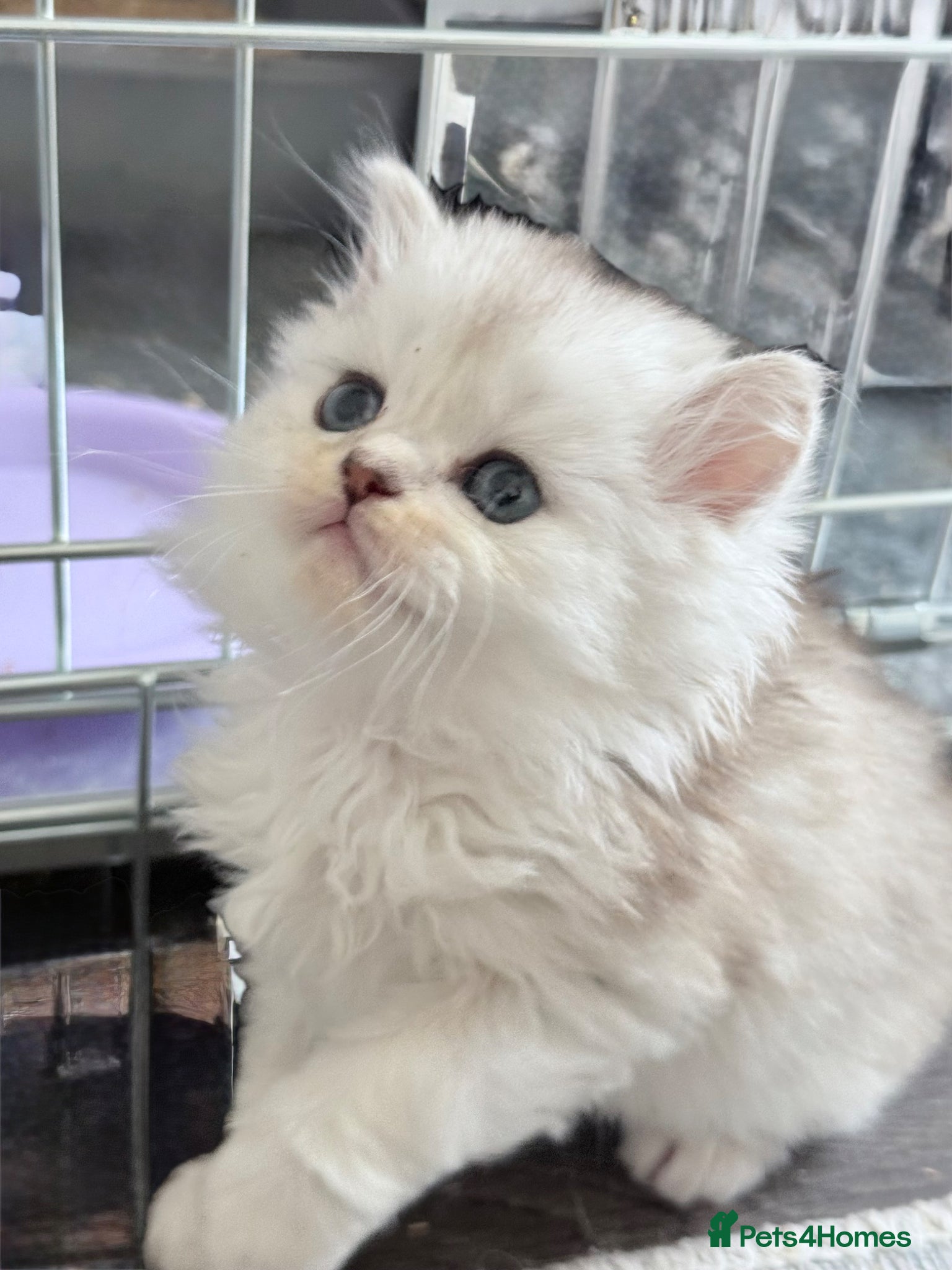 British Shorthair cats British shorthair X Scottish X ragdoll mix - Advert 4