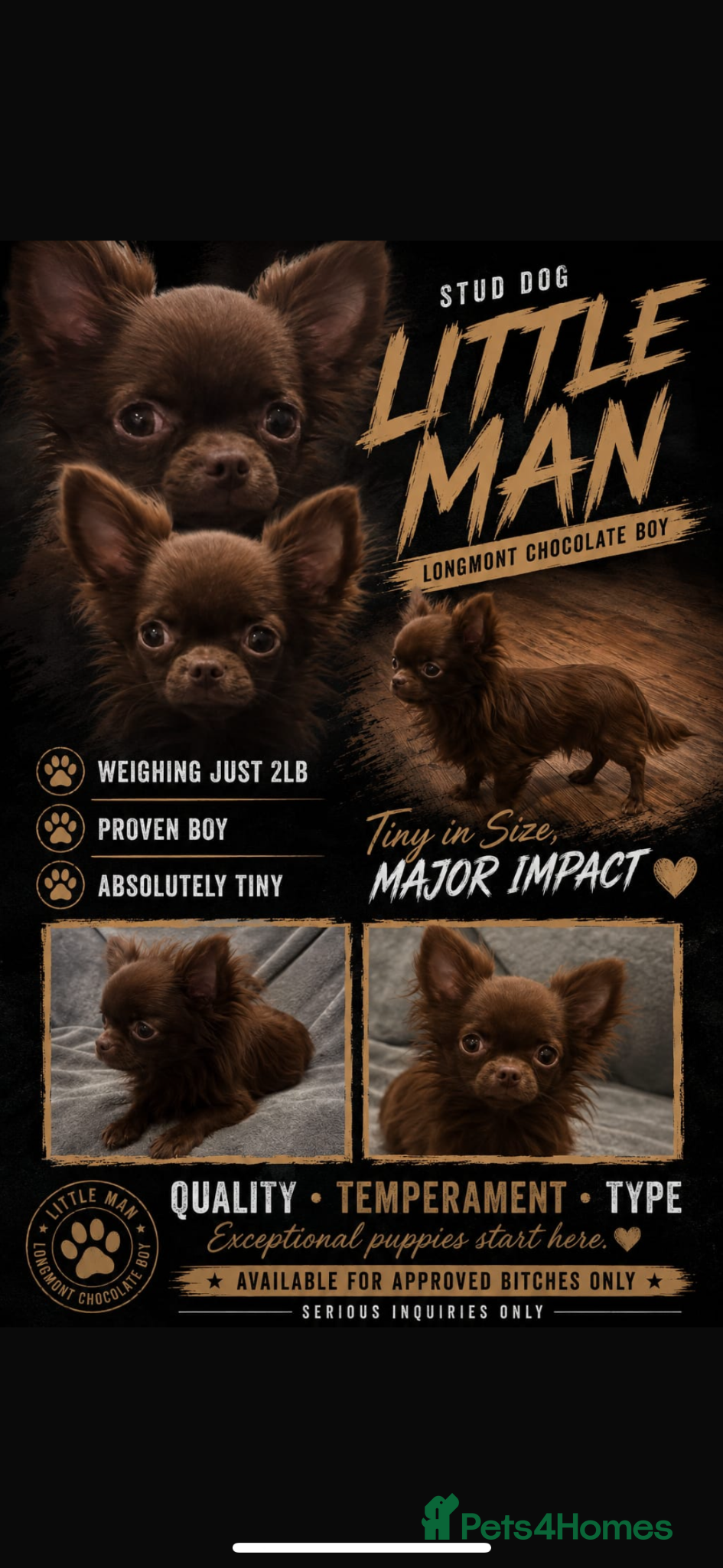 Chihuahua dogs BEAUTIFUL KC BOYS FOR STUD DUTIES 💜🤎 - Advert 16