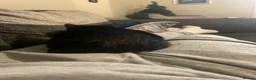 Bombay cats for sale: Beautiful Bombay 10 Months  in Wolverhampton - Advert 14