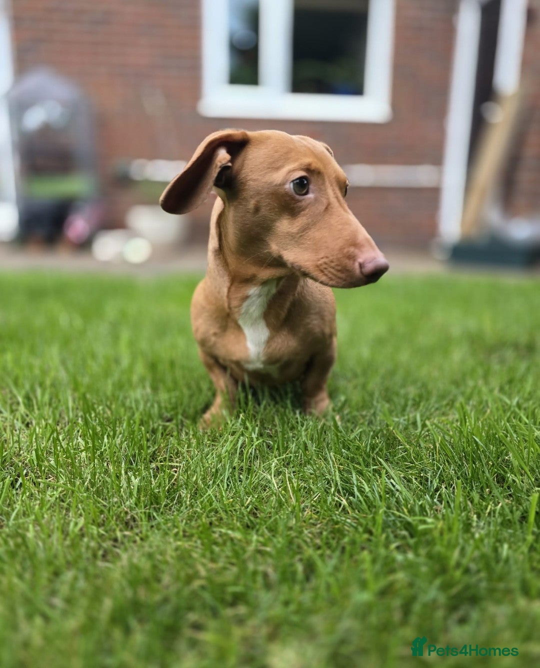Miniature Dachshund dogs for stud: Miniature dachshund stud in Poole - Advert 6
