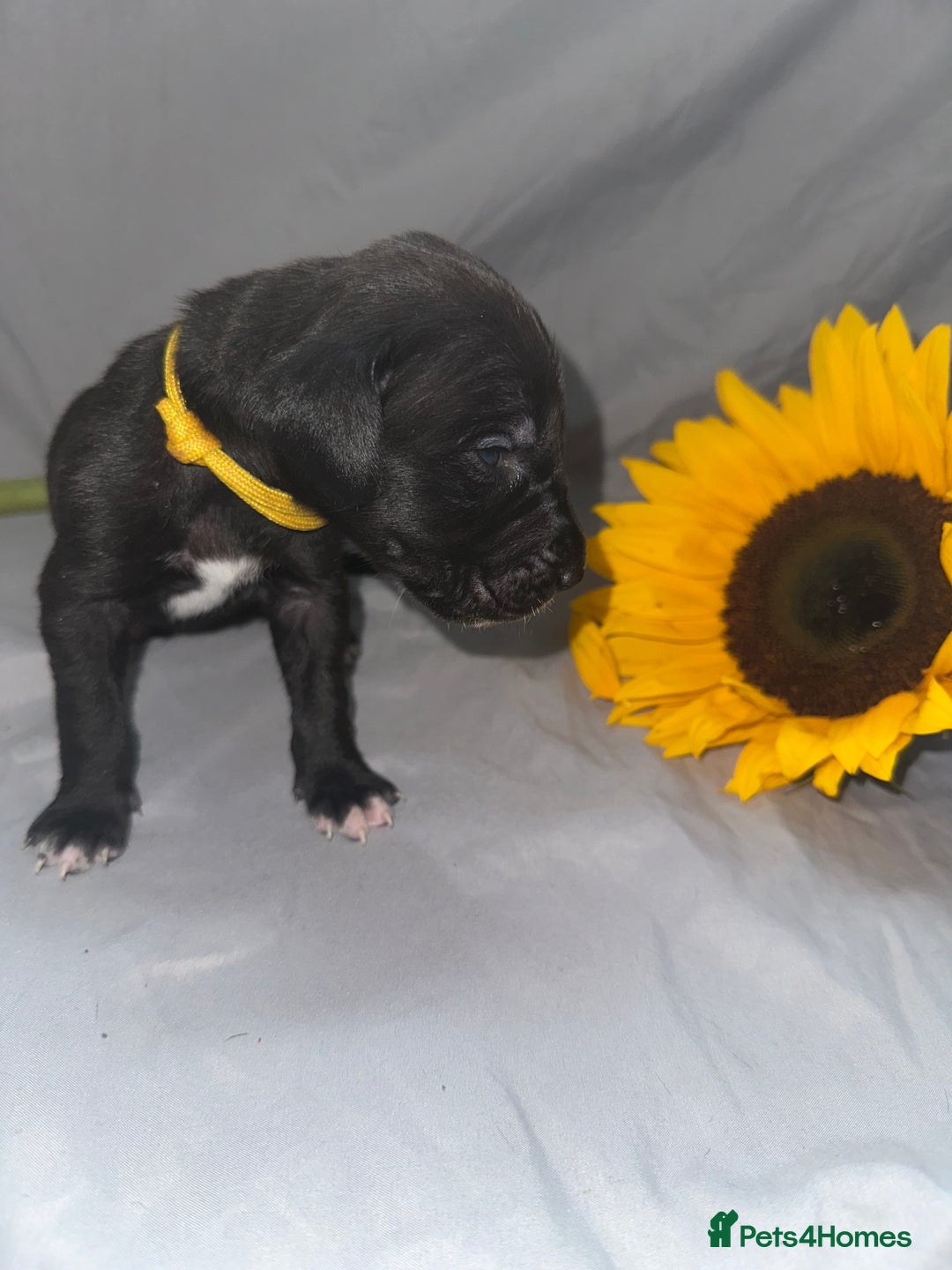 Great Dane dogs for sale: KC Registered Great Dane Puppies. - Image 21