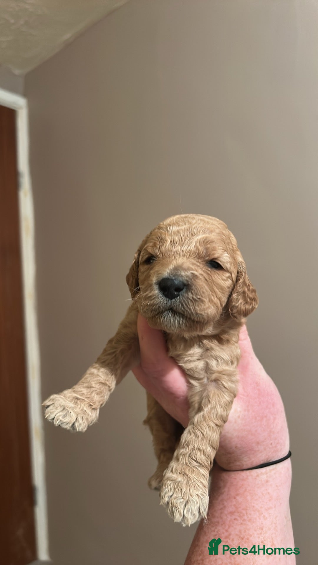 Mixed Breed dogs for sale: Beautiful miniature labradoodle puppies  - Advert 6
