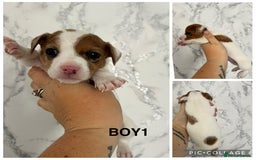 Mixed Breed dogs for sale: Beautiful terrier puppies - Image 5