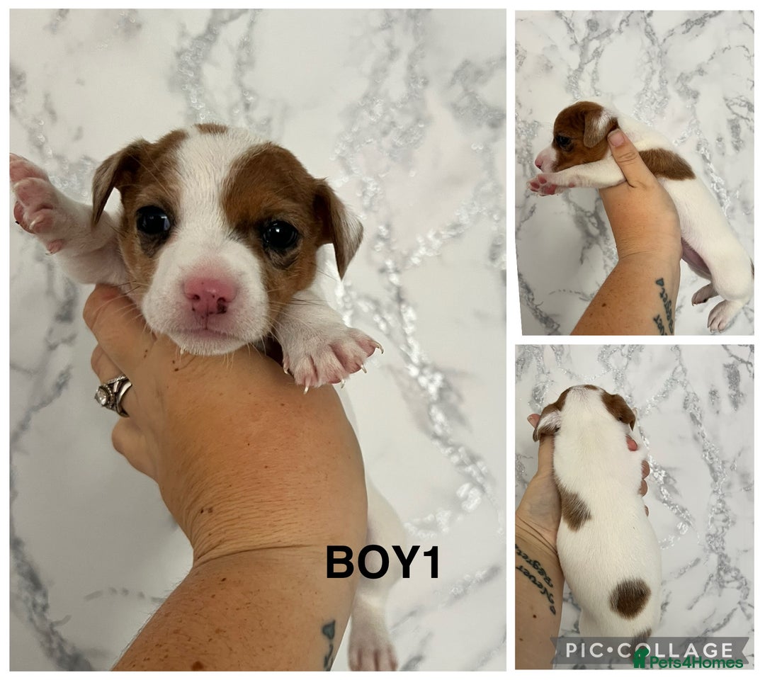 Mixed Breed dogs for sale: Beautiful terrier puppies - Image 5