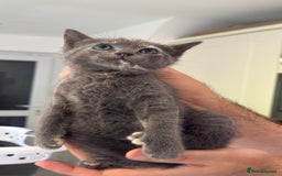 British Shorthair cats for sale: One female and one male British short hair kitten  - Image 11