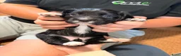 Sprocker dogs for sale: Sproker pups  - Advert 4