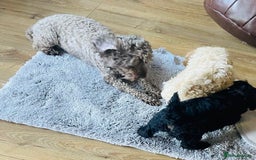Cockapoo dogs for sale: Cockapoo Puppies 3 vaccines done - Image 13