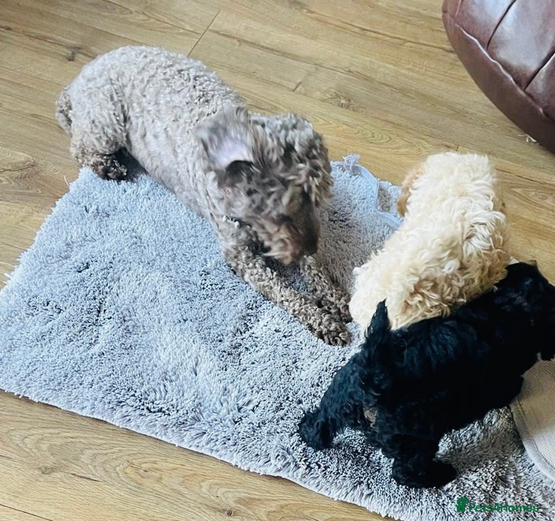 Cockapoo dogs for sale: Cockapoo Puppies 3 vaccines done - Image 13