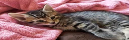 Bengal cats for sale: Beautiful kitten ready for new home 🐾🐈 - Advert 7