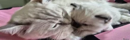 Ragdoll cats for sale: Chunky TICA reg Ragdoll - Advert 8