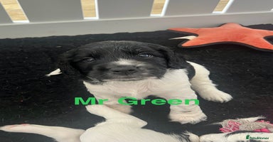 Sprocker dogs - Advert 16