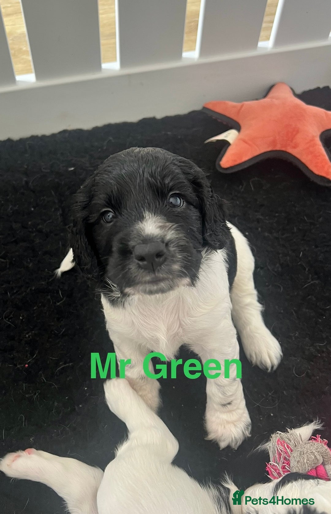 Sprocker dogs for sale: Sprocker Spaniel Puppies - Image 3