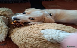 Mixed Breed dogs for sale: Puppys - Image 7