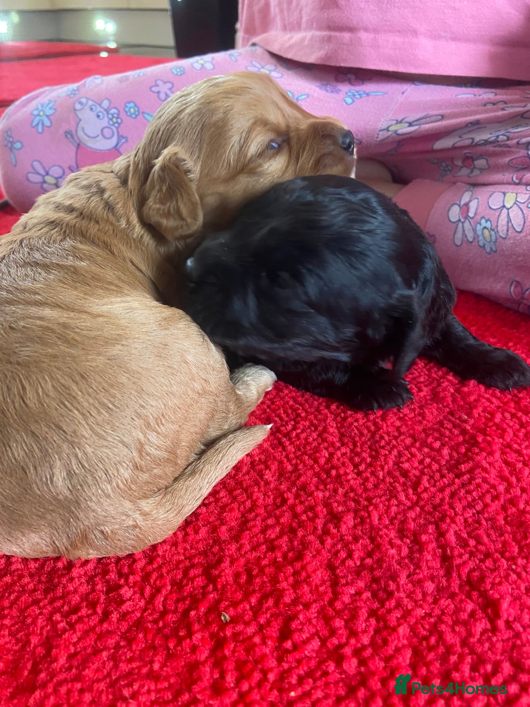 Cockapoo dogs for sale: Beautiful cockapoo puppies  - Advert 3