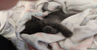 Russian Blue cats ABSOLUTELY BEAUTIFUL RUSSIAN BLUE KITTENS  - Advert 7