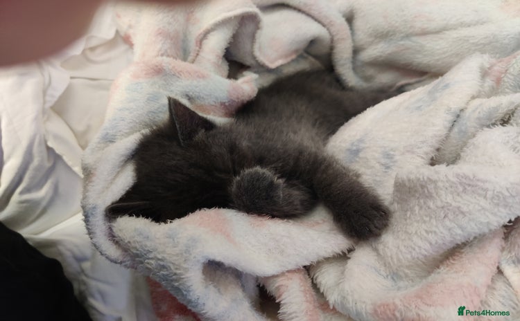 Russian Blue cats - Advert 4