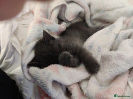 Russian Blue cats ABSOLUTELY BEAUTIFUL RUSSIAN BLUE KITTENS - Advert 11