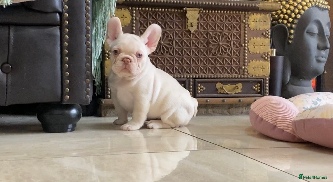 French Bulldog dogs LAST ONE NEWSHADE PLATINUM MALE - Advert 2