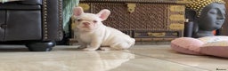 French Bulldog dogs for sale: LAST ONE NEWSHADE PLATINUM MALE - Advert 1