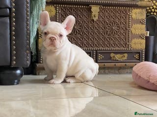 French Bulldog dogs LAST ONE NEWSHADE PLATINUM MALE - Advert 2