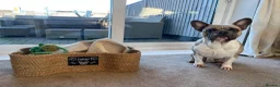 French Bulldog dogs for stud: FRENCH BULLDOG STUD in Stoke-on-Trent - Advert 2