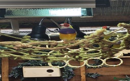 Finches birds for sale: Gouldian finches pairs  - Advert 19