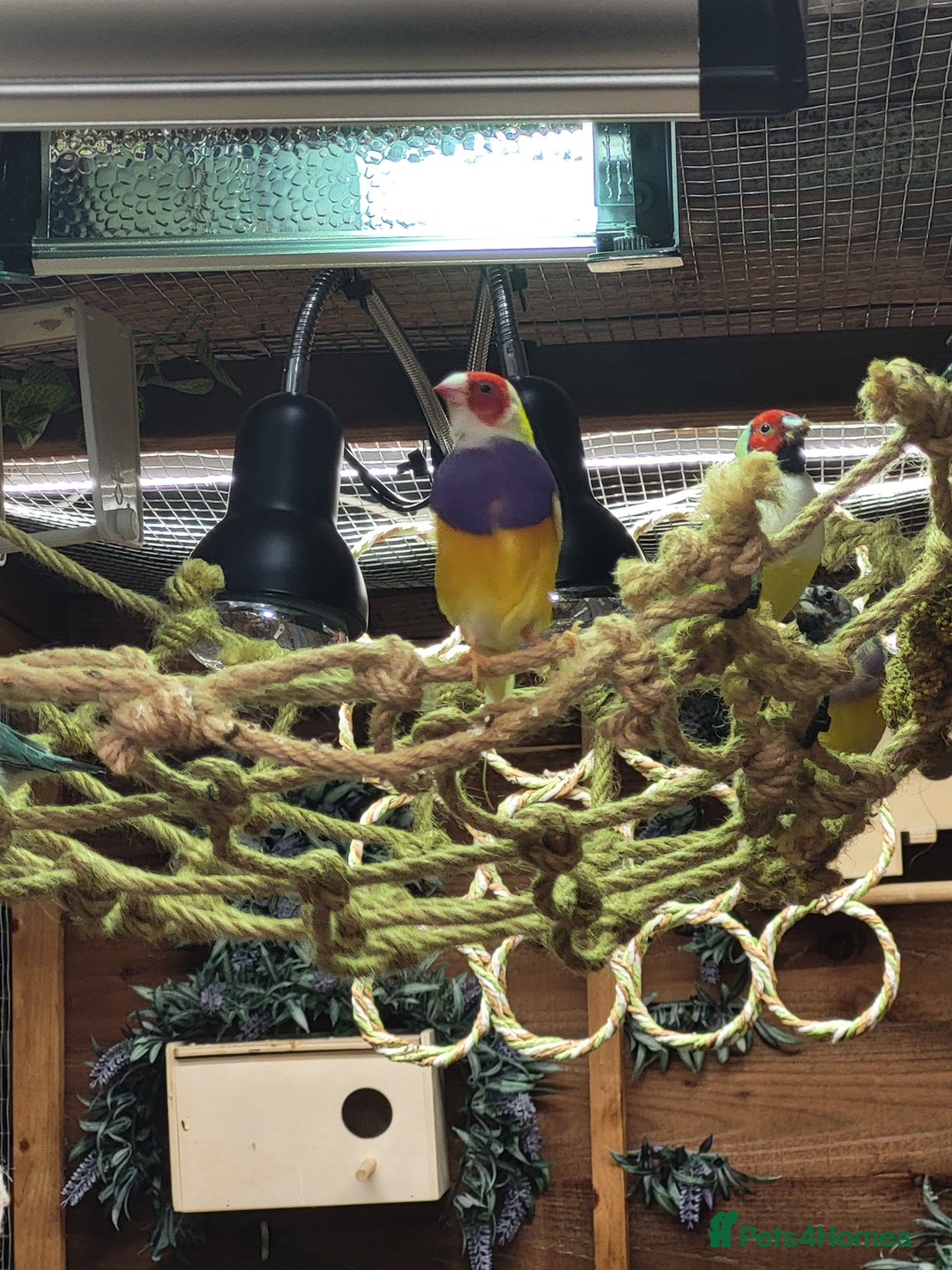 Finches birds for sale: Gouldian finches pairs  - Advert 19