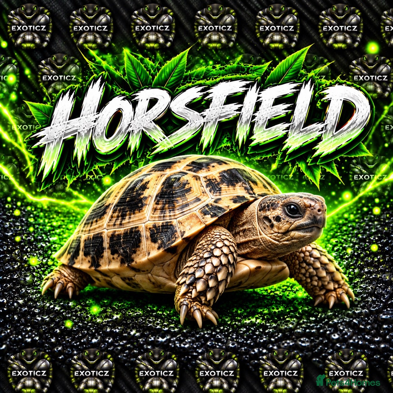 Tortoise reptiles TORTOISES - Advert 2