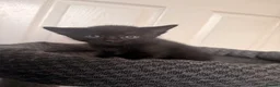 Domestic Shorthair cats for sale: 4 beautiful baby’s ready for there home - Advert 14