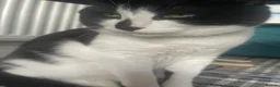 Domestic Shorthair cats for sale: Tyson  in Huddersfield - Advert 3