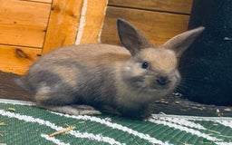 Mini Lop rabbits for sale: Mini Lops & H/LopxLion nearly7w Read description) - Image 23