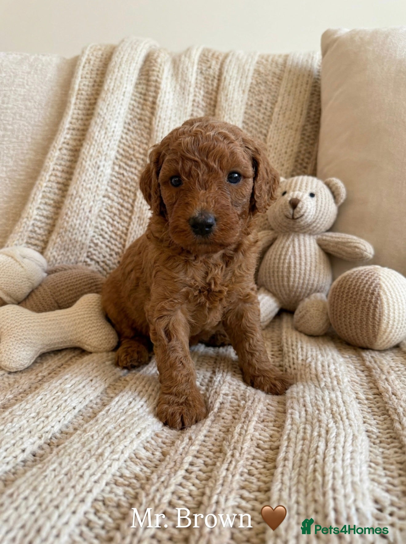 Australian Labradoodle dogs 🌟 Australian Labradoodle Puppies  🌟 - Advert 1