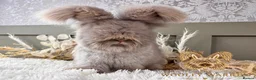 Angora rabbits for sale: Beautiful Adult Angoras Available  - Advert 1