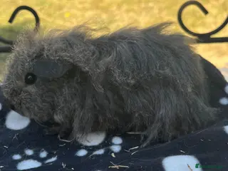 Guinea Pig rodents Guniea pigs - Advert 8