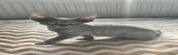 Devon Rex cats for sale: Dashing Devons - Advert 10