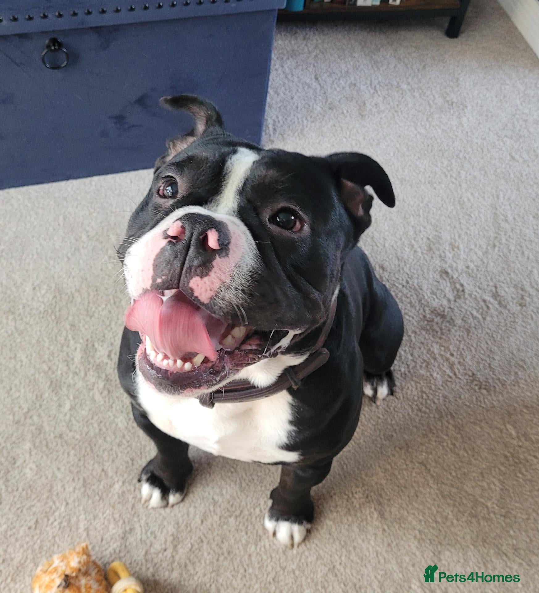 Mixed Breed dogs Male English/American bulldog - Advert 1