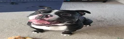 Mixed Breed dogs for sale: Male bulldog in York - Advert 1
