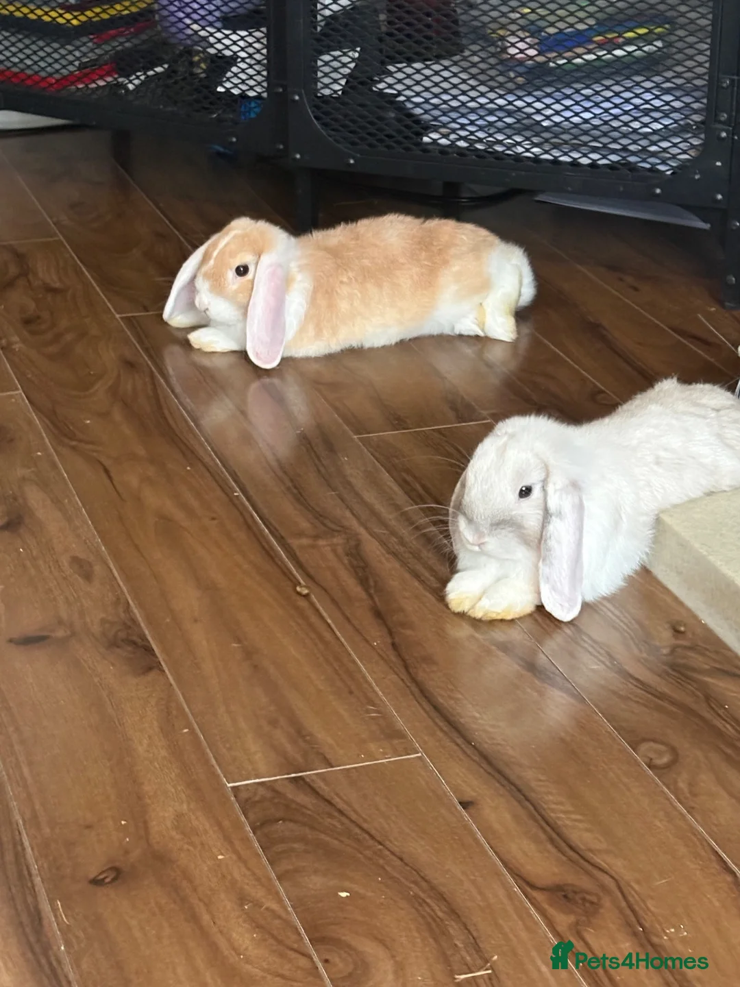 Mini Lop rabbits for sale: Two mini lops  in Chester - Advert 2
