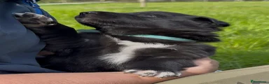 Mixed Breed Puppy 3