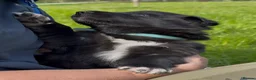 Mixed Breed dogs for sale: Beautiful Shollie pups - Advert 7