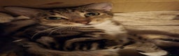 Bengal cats for sale: Beautiful BengalxBlack BengalxHimalayan Kittens - Advert 12